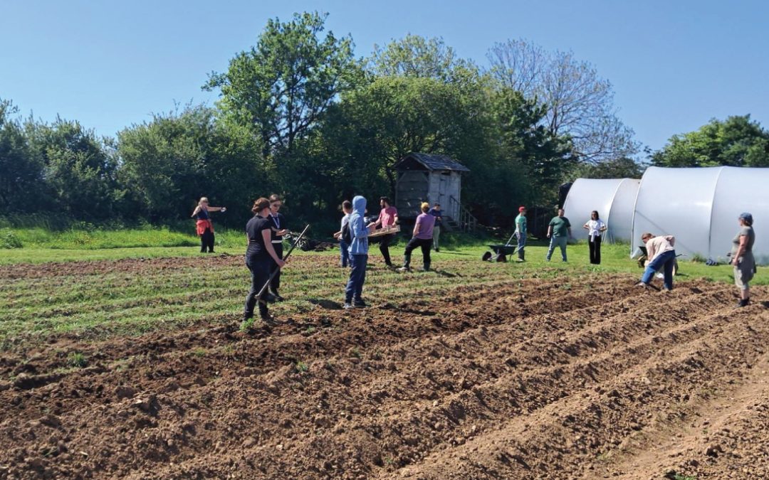 Planting Potatoes