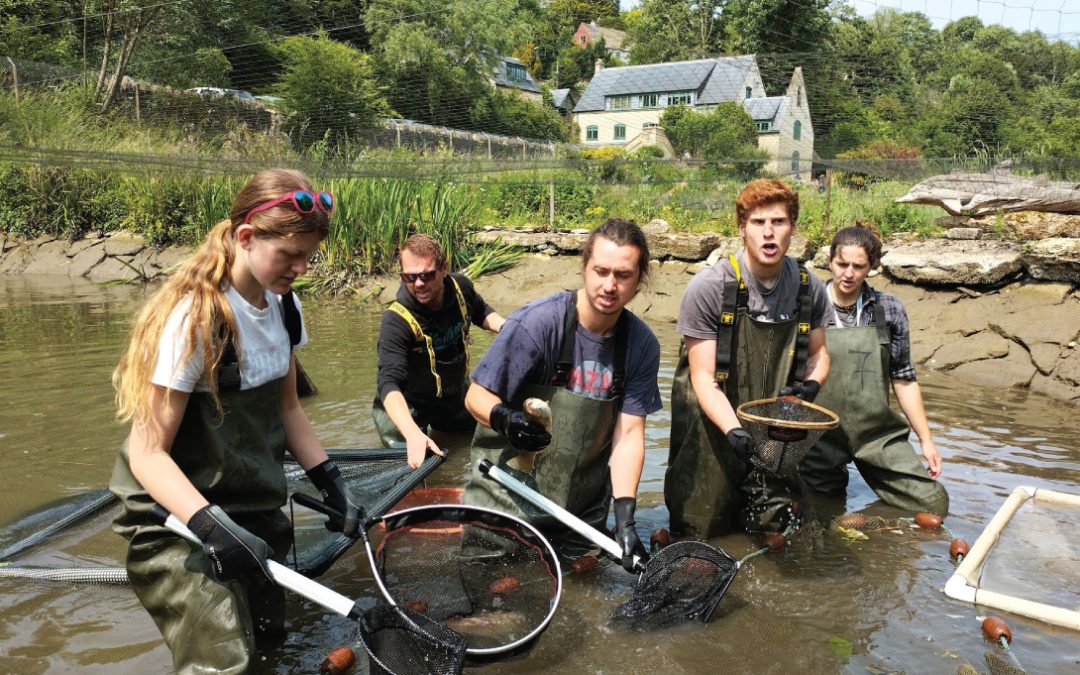 Harvesting Trout