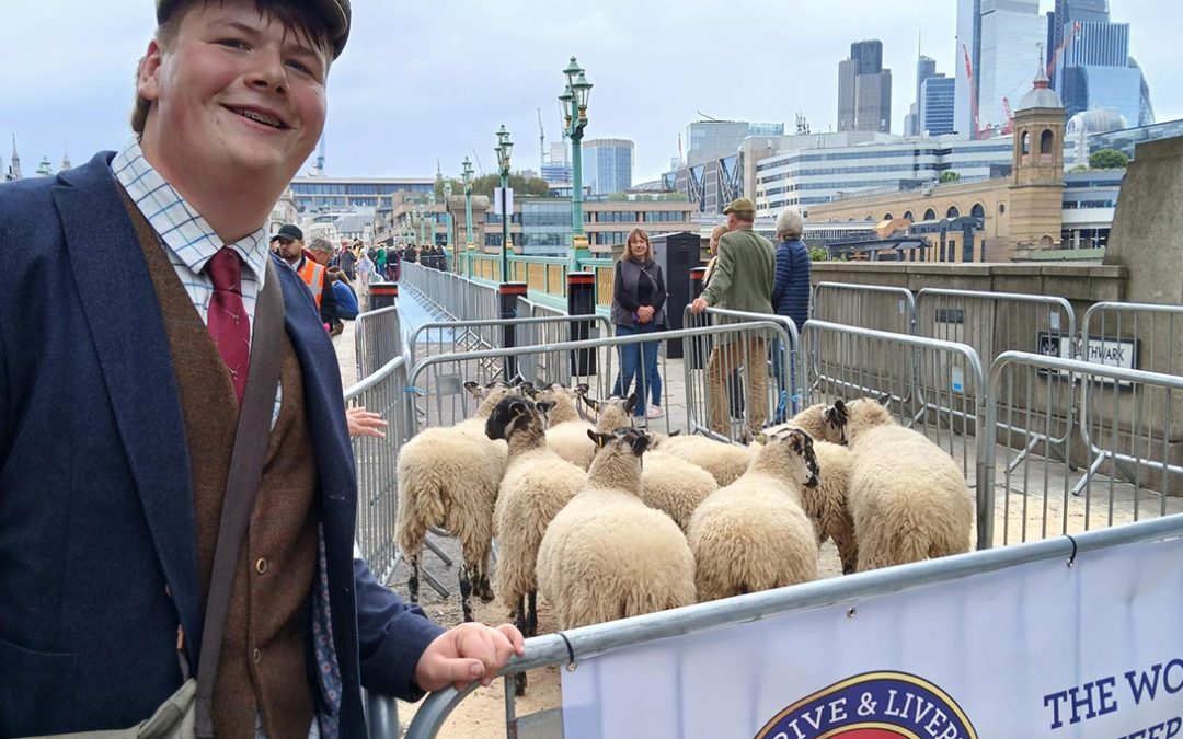 London Sheep Drive
