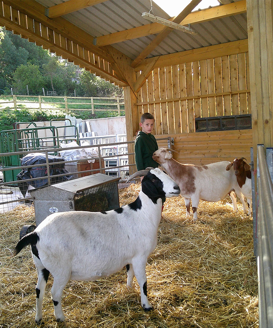 Pictured is one student tending to the needs of the goats in their pen in the barn.