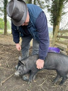 The Biodynamic Land Manager is shown stroking the pigs.