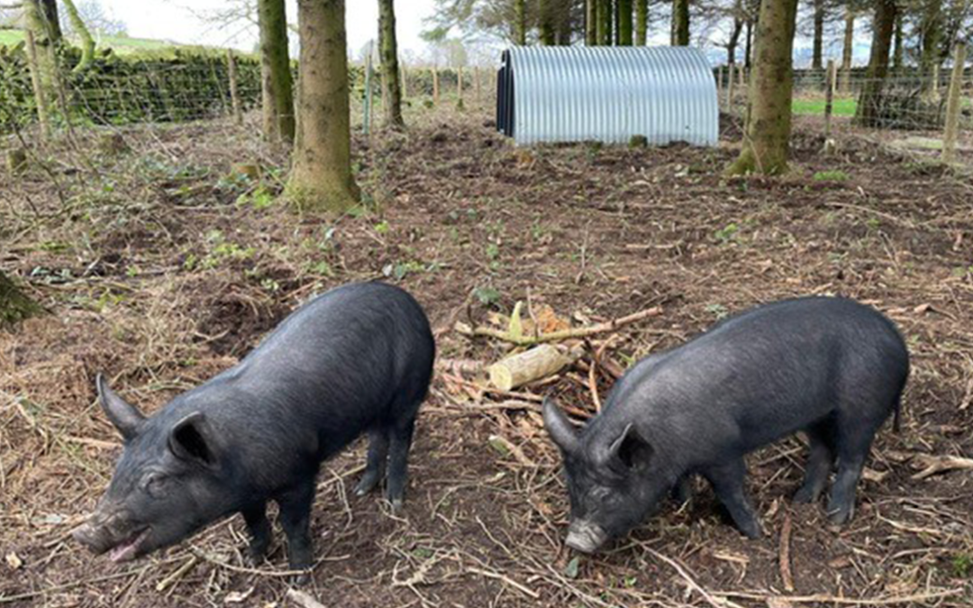 New Pigs for Freeman
